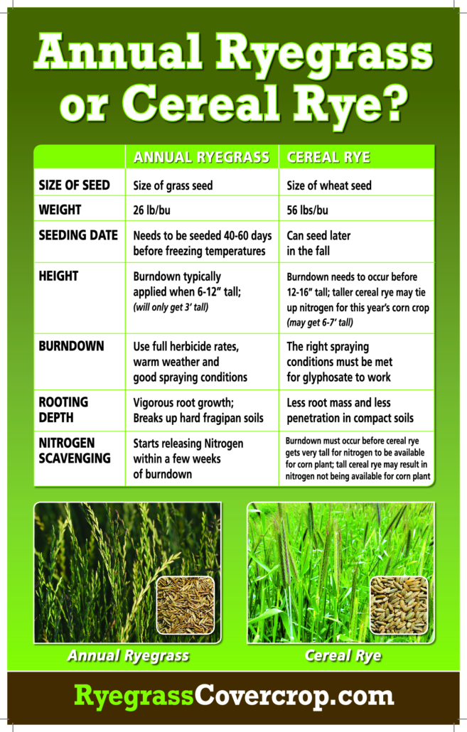 thumbnail of Annual Ryegrass or Cereal Rye